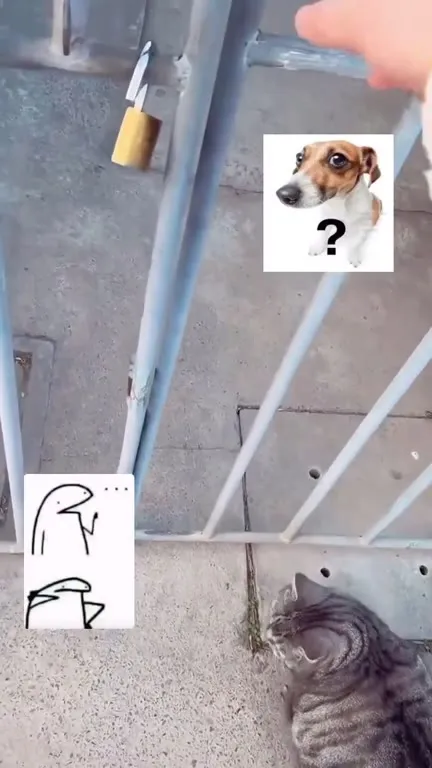 Кот не может пройти через ворота