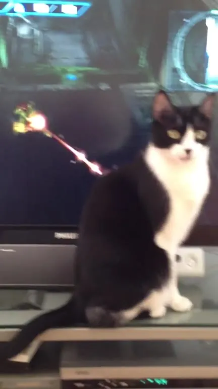 Кот мешает играть