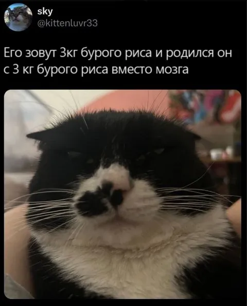 Кот с бурым рисом вместо мозга