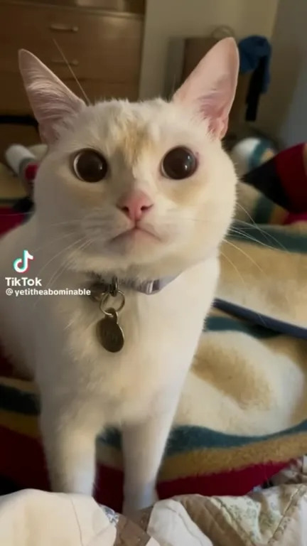 Кот идёт прямо в камеру