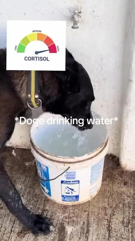 Dogs Drink Water, Cats Stay Calm