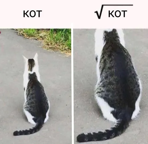 Кот и квадратный корень