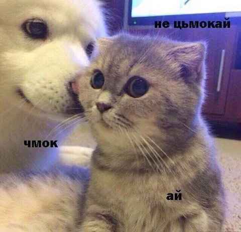 Не цымокай, ай