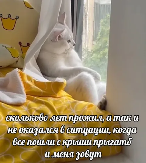 Кот не пошёл прыгать с крыши