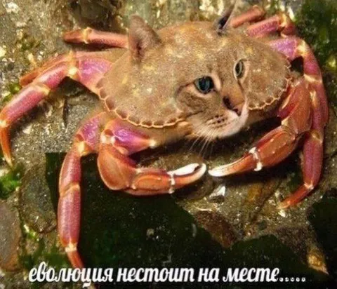 Эволюция не стоит на месте