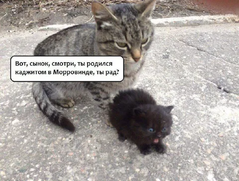 Родился каджитом в Морровинде