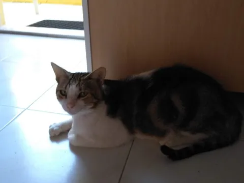 Недовольный кот на полу