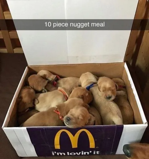 10 Piece Nugget Puppy Meal