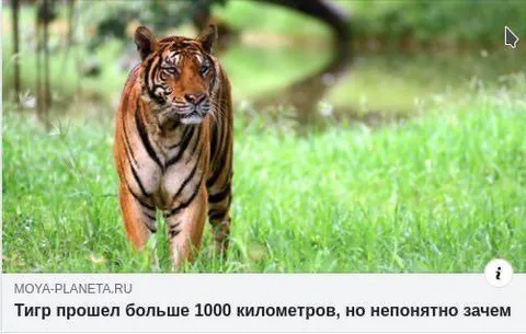 Тигр прошел 1000 километров