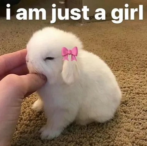 I Am Just a Girl Bunny
