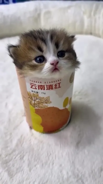 杯子里的小猫