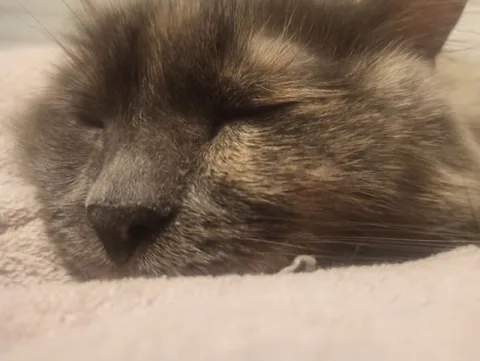 Спящий кот крупным планом
