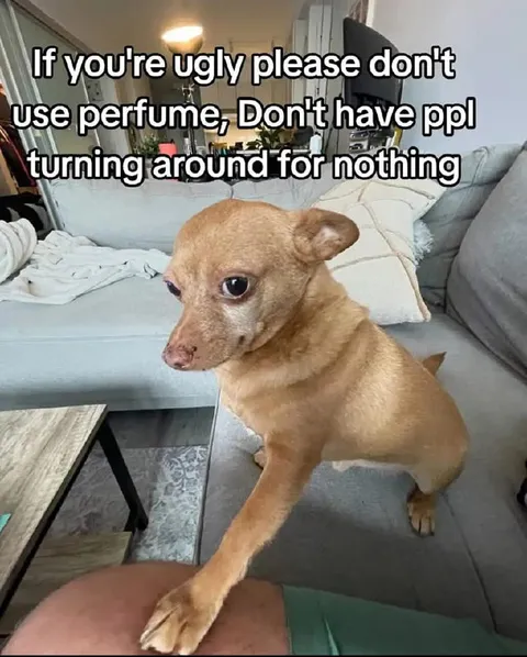 Ugly Dog Perfume Warning