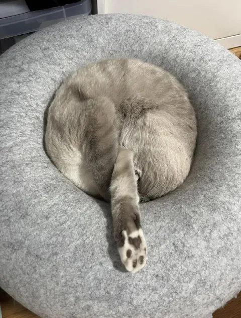 Кот свернулся в бублик