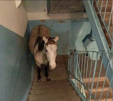 Лошадь на лестнице