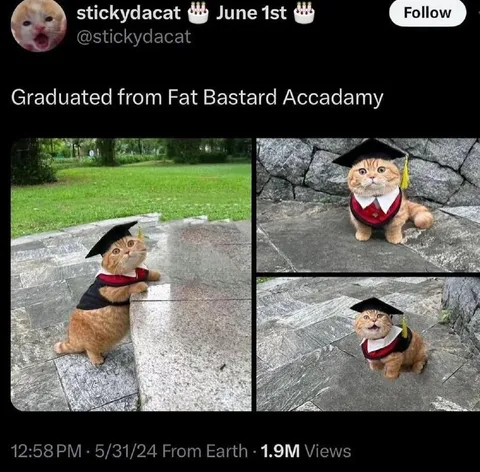 Cat Graduates from Fat Bastard Academy