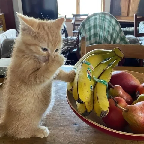 Cat Hides Behind Bananas