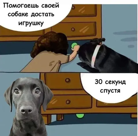 Собака достаёт игрушку