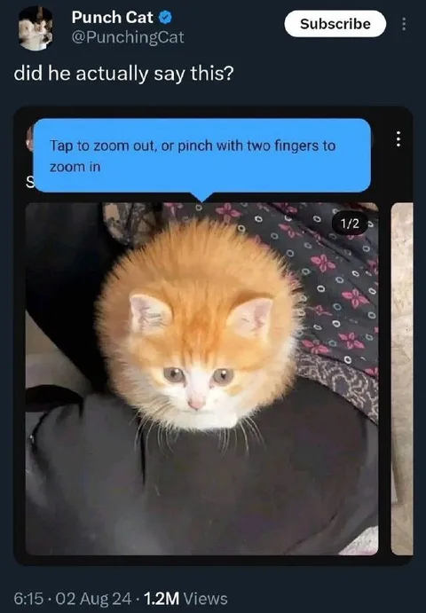 Did He Actually Say This Cat