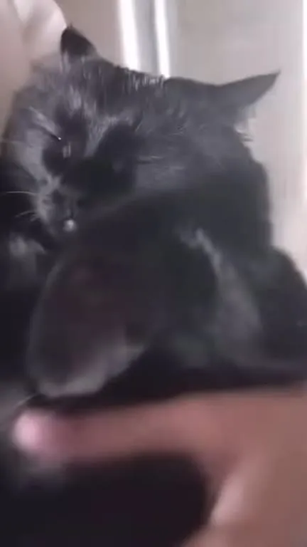 Wide-Eyed Cat to Dubstep