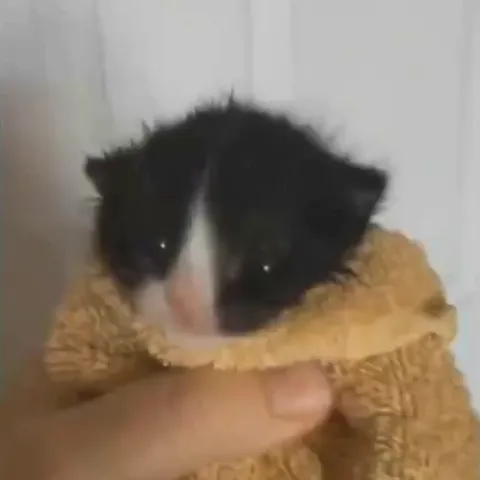 Котёнок кричит в полотенце