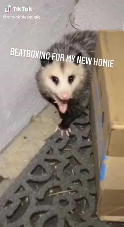 Possum Beatboxing for His New Home