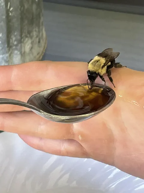 Шмель пьёт мёд с ложки