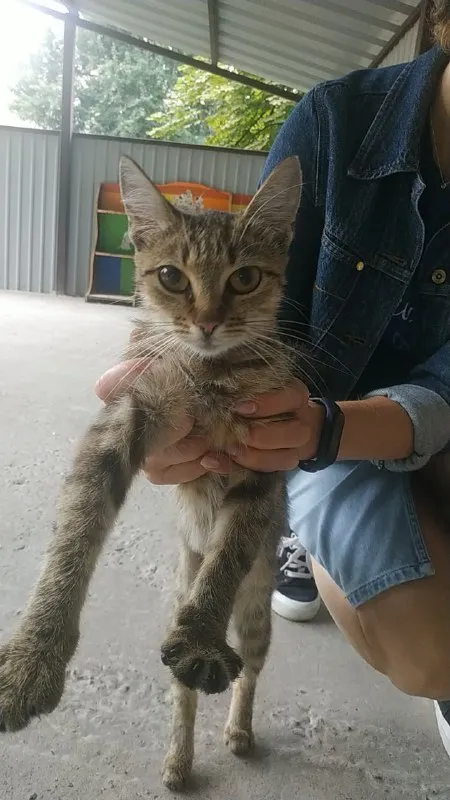 Котёнок на вытянутых лапах