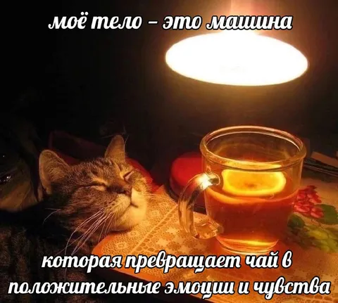 Кот превращает чай в эмоции