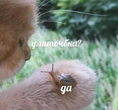 Улиточка на капибаре