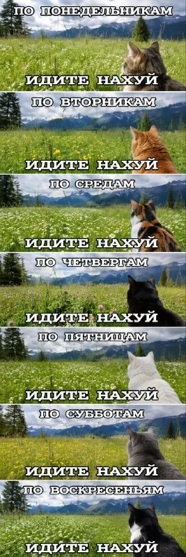 Коты по дням недели