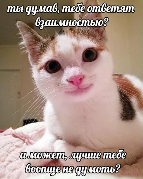 Кот отвечает взаимностью