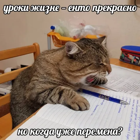 Кот устал от уроков