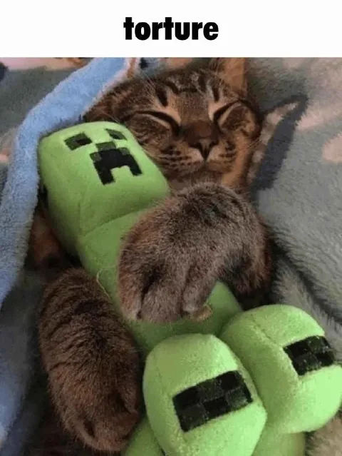 Cat Hugs Creeper Plush