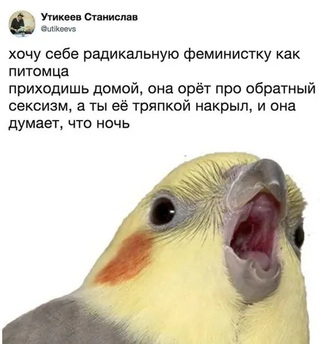 Радикальная феминистка-питомец