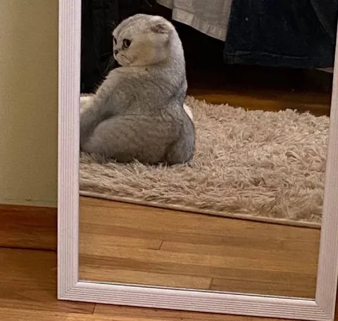 Кот смотрит в зеркало