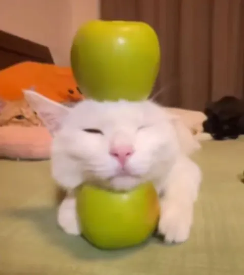 Кот между двумя яблоками