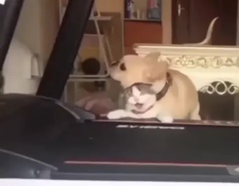 Кот и внезапный пёс