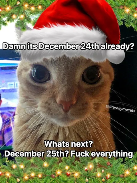 December 24th Cat Panic