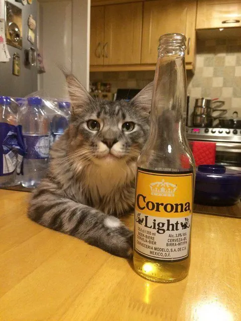 Cat With Corona Light