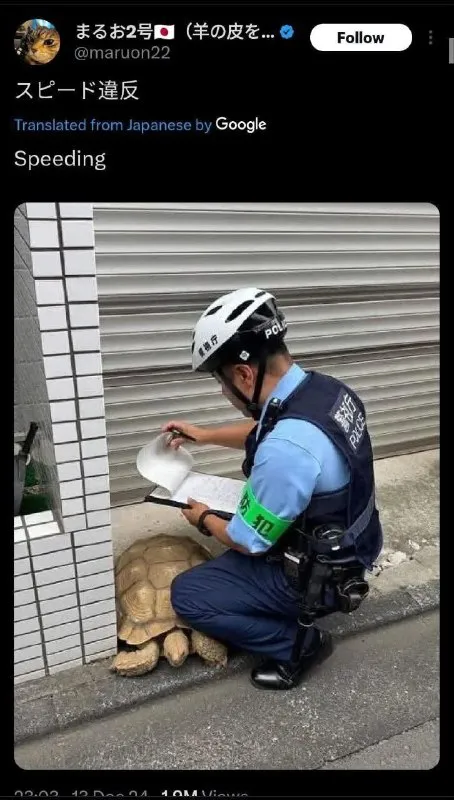 カメのスピード違反