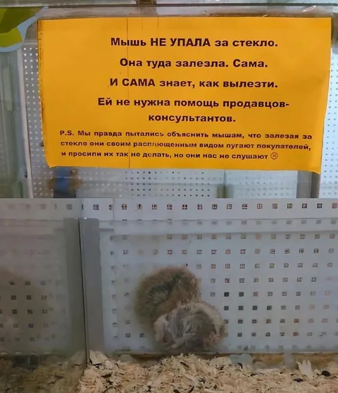 Мышь сама залезла за стекло