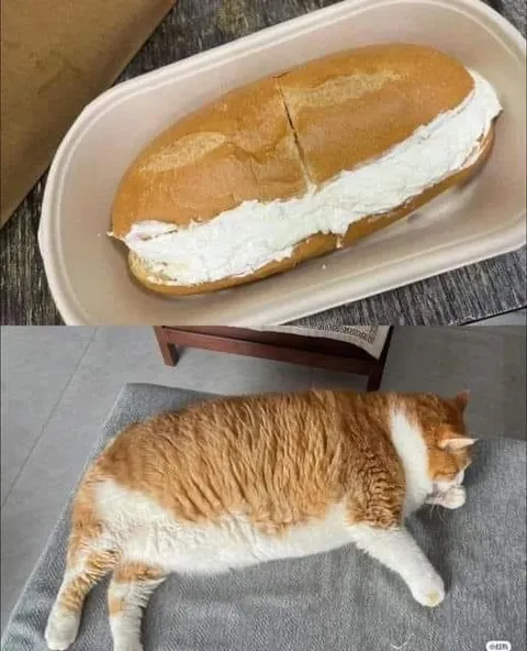 Кот как булочка с кремом