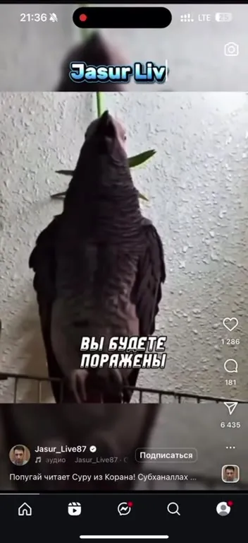 Попугай читает Коран