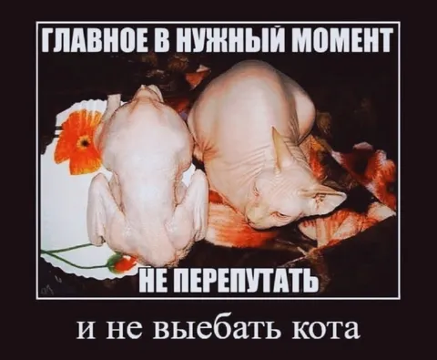 Не перепутать кота и курицу