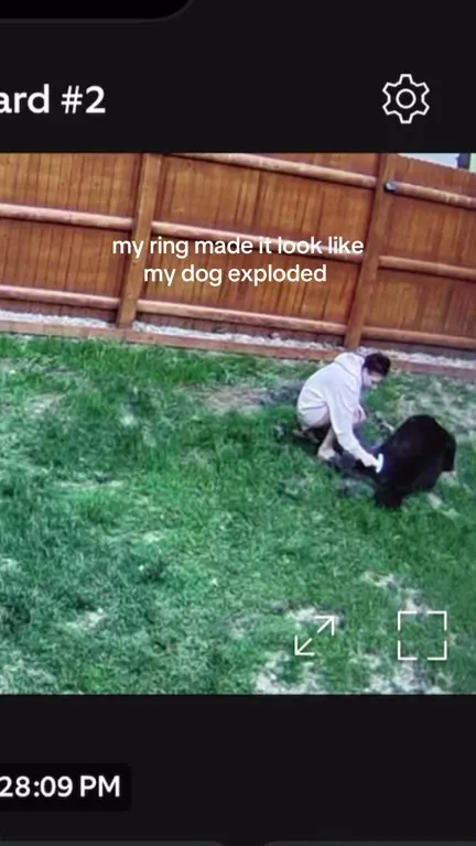 My Dog Exploded