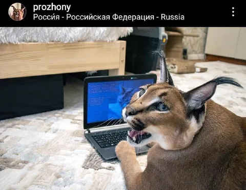 Каракал за ноутбуком