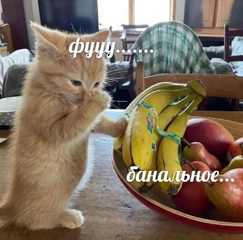Кот против банальных фруктов