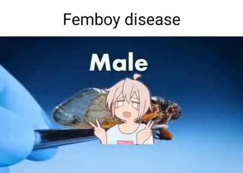 Femboy Disease Cicada Infection