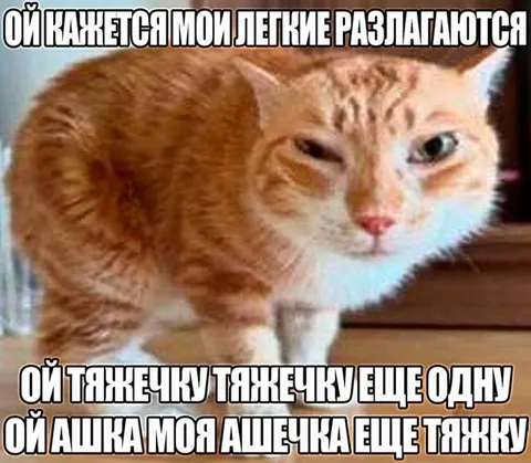 Кот с разваливающимися лёгкими
